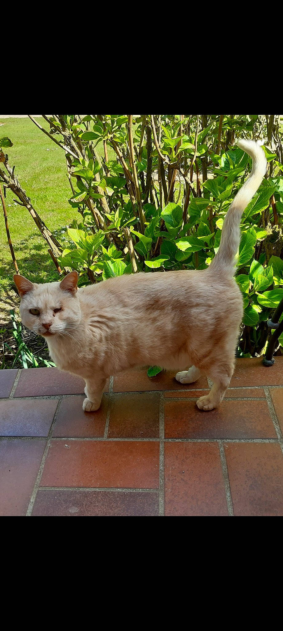 Roxy a rejoint le concours — aidez-le/la à gagner de superbes lots ! carnivore, cat, claw, domestic_short_haired_cat, fawn, felidae, fur, grass, mammal, paw, plant, road_surface, sitting, small_to_medium_sized_cats, snout, tail, terrestrial_animal, whiskers, window, wood