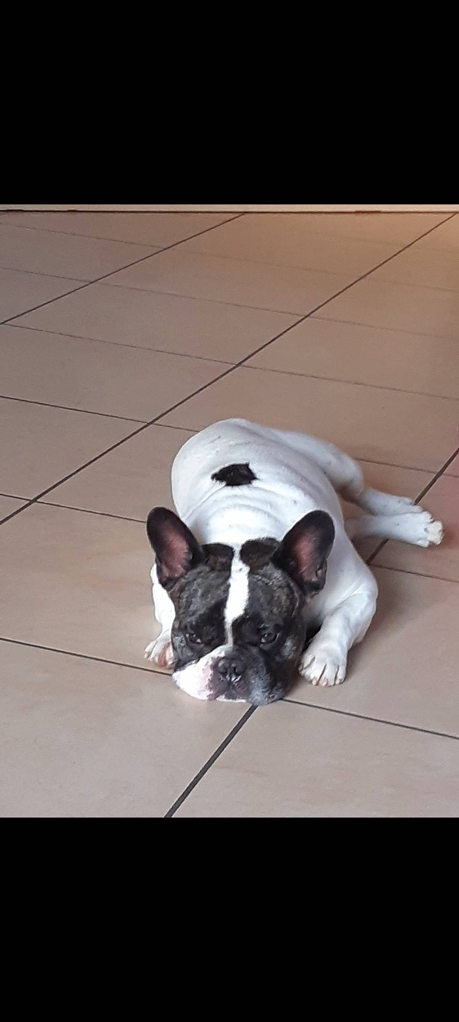 Néo a rejoint le concours — aidez-le/la à gagner de superbes lots ! boston_terrier, bulldog, canidae, carnivore, collar, comfort, companion_dog, dog, dog_breed, fawn, flooring, french_bulldog, hardwood, snout, sporting_group, tail, toy_dog, whiskers, wood, working_animal