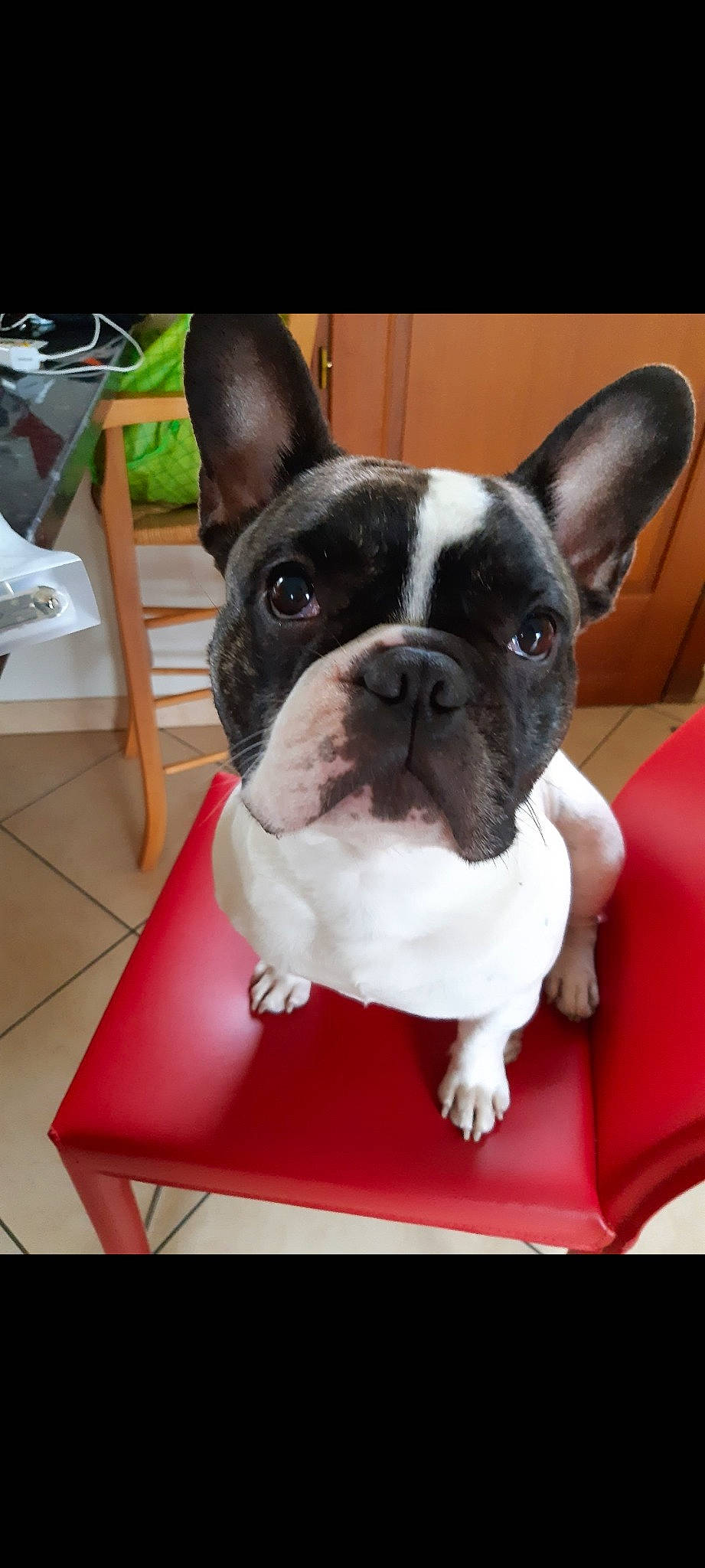 Néo participe au concours pour gagner de l'argent avec cette photo : boston_terrier, bulldog, canidae, carnivore, chair, collar, comfort, companion_dog, dog, dog_breed, dog_collar, ear, fawn, non_sporting_group, rectangle, snout, sporting_group, terrestrial_animal, whiskers, working_animal