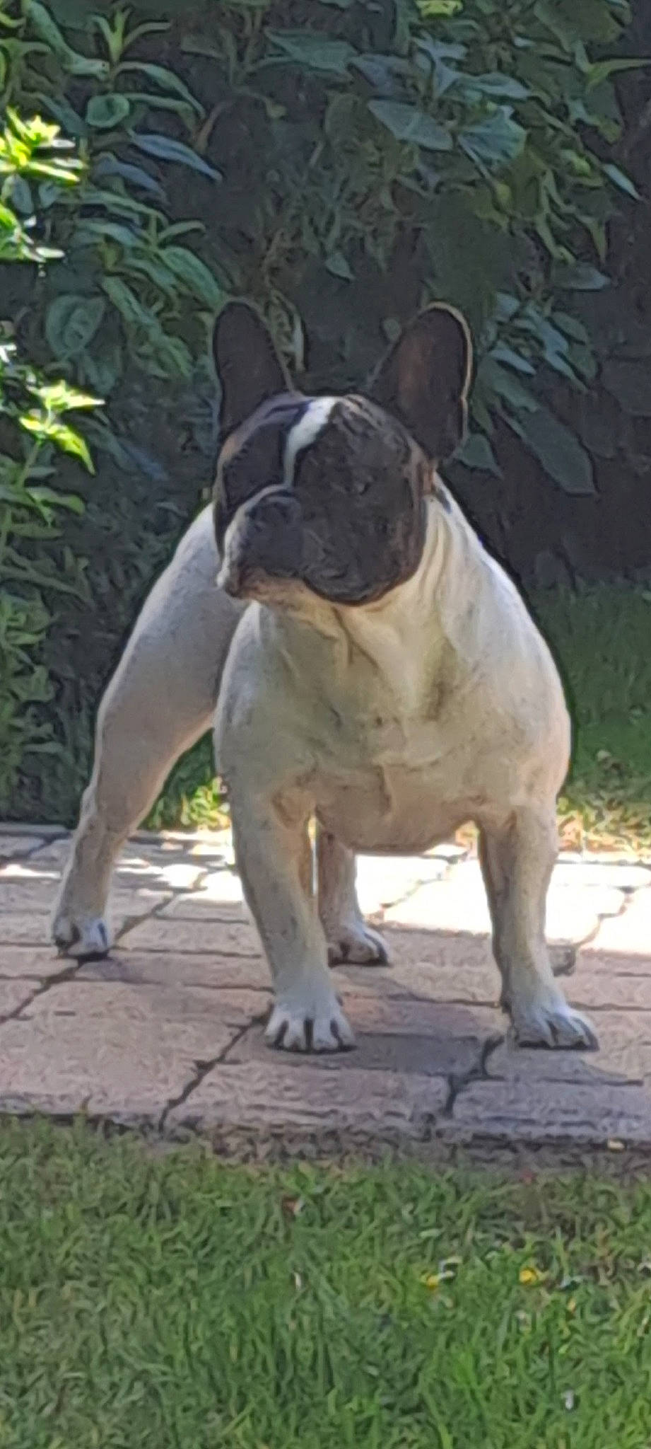 Néo participe au concours pour gagner de l'argent avec cette photo : ancient_dog_breeds, art, bulldog, canidae, carnivore, companion_dog, dog, dog_breed, fawn, grass, molosser, non_sporting_group, plant, snout, sporting_group, terrestrial_animal, working_animal, wrinkle