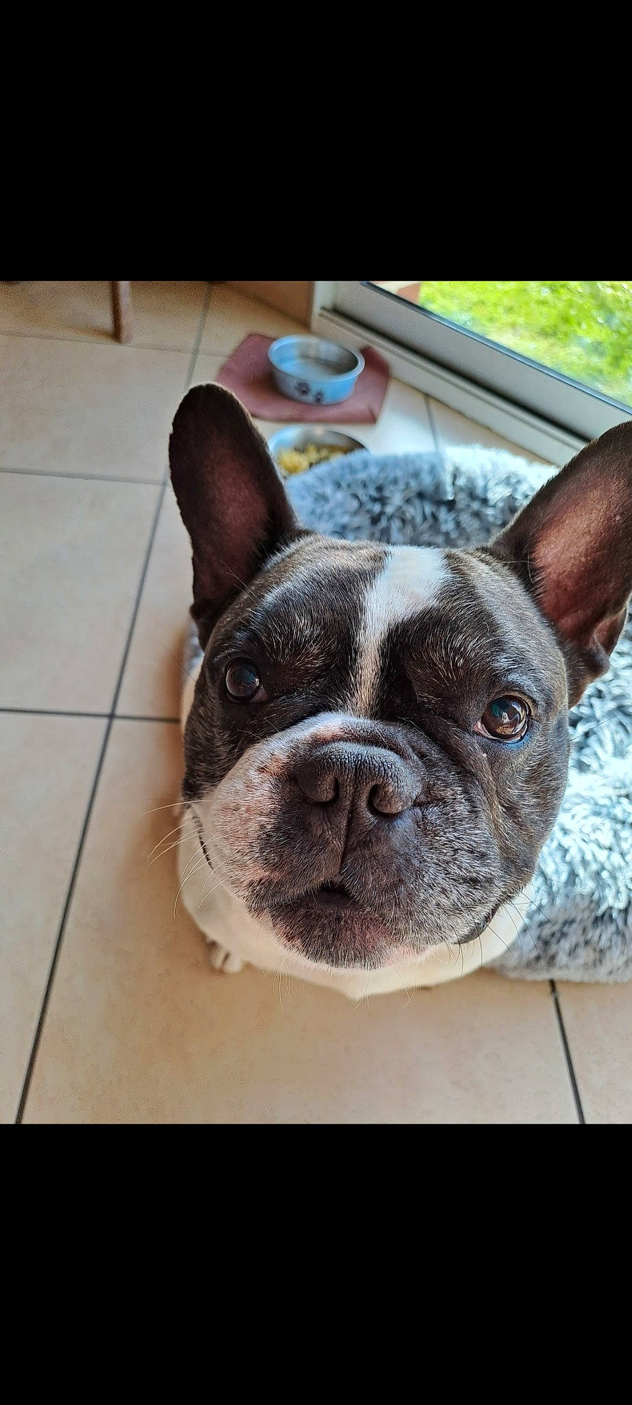 Néo a rejoint le concours — aidez-le/la à gagner de superbes lots ! bulldog, canidae, carnivore, comfort, companion_dog, dog, dog_breed, ear, eye, fawn, french_bulldog, grass, head, snout, sporting_group, terrestrial_animal, tile_flooring, whiskers, working_animal, wrinkle