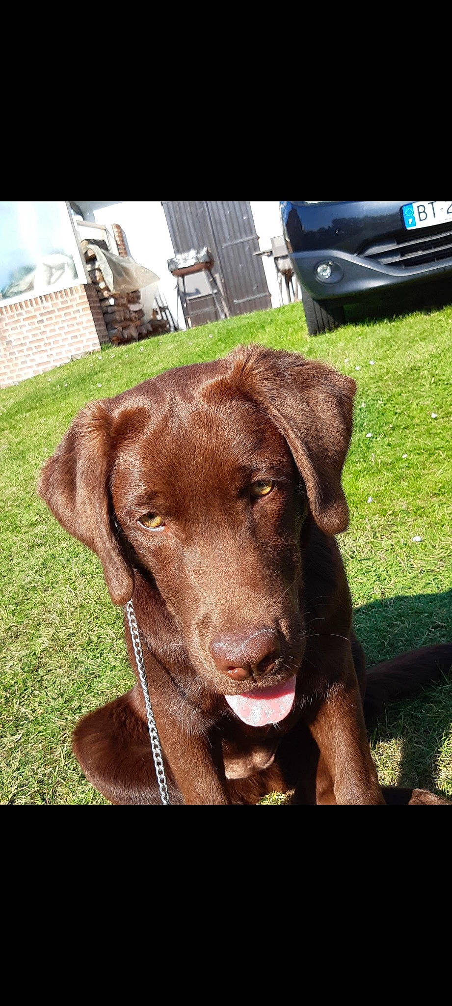 Stela participe au concours pour gagner de l'argent avec cette photo : canidae, carnivore, companion_dog, dog, dog_breed, dog_collar, fawn, fur, grass, gun_dog, hunting_dog, liver, photography, plant, pointing_breed, retriever, snout, sporting_group, whiskers, working_animal