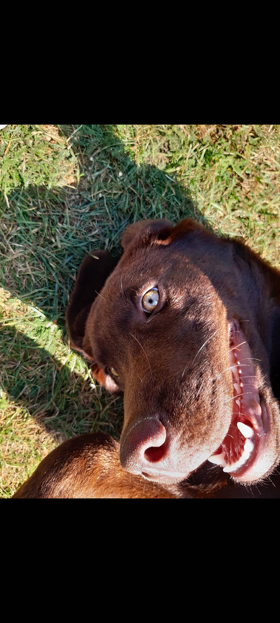 Stela a rejoint le concours — aidez-le/la à gagner de superbes lots ! canidae, carnivore, dog, dog_breed, ear, fur, grass, gun_dog, hunting_dog, liver, snout, sporting_group, terrestrial_animal, whiskers, working_animal