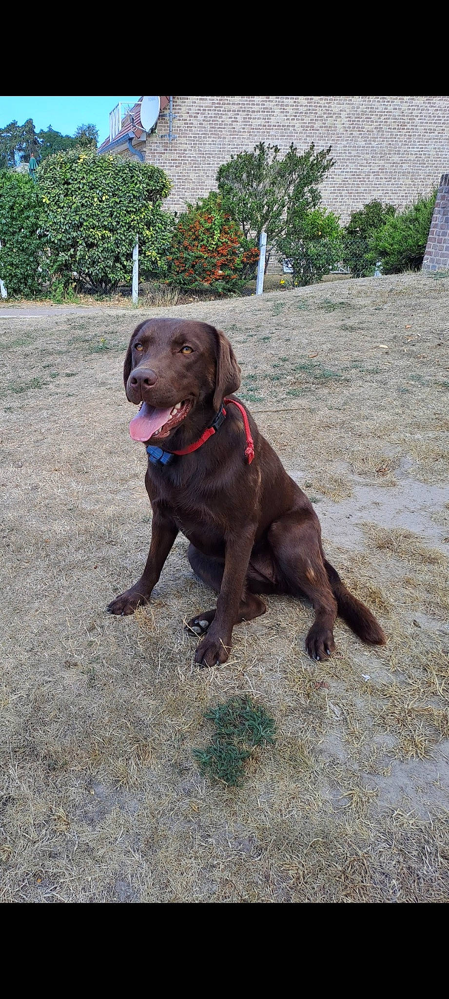 Stela a rejoint le concours — aidez-le/la à gagner de superbes lots ! borador, canidae, carnivore, collar, companion_dog, dog, dog_breed, dog_collar, event, gun_dog, hunting_dog, leash, liver, plant, retriever, snout, sporting_group, tail, tree, working_animal