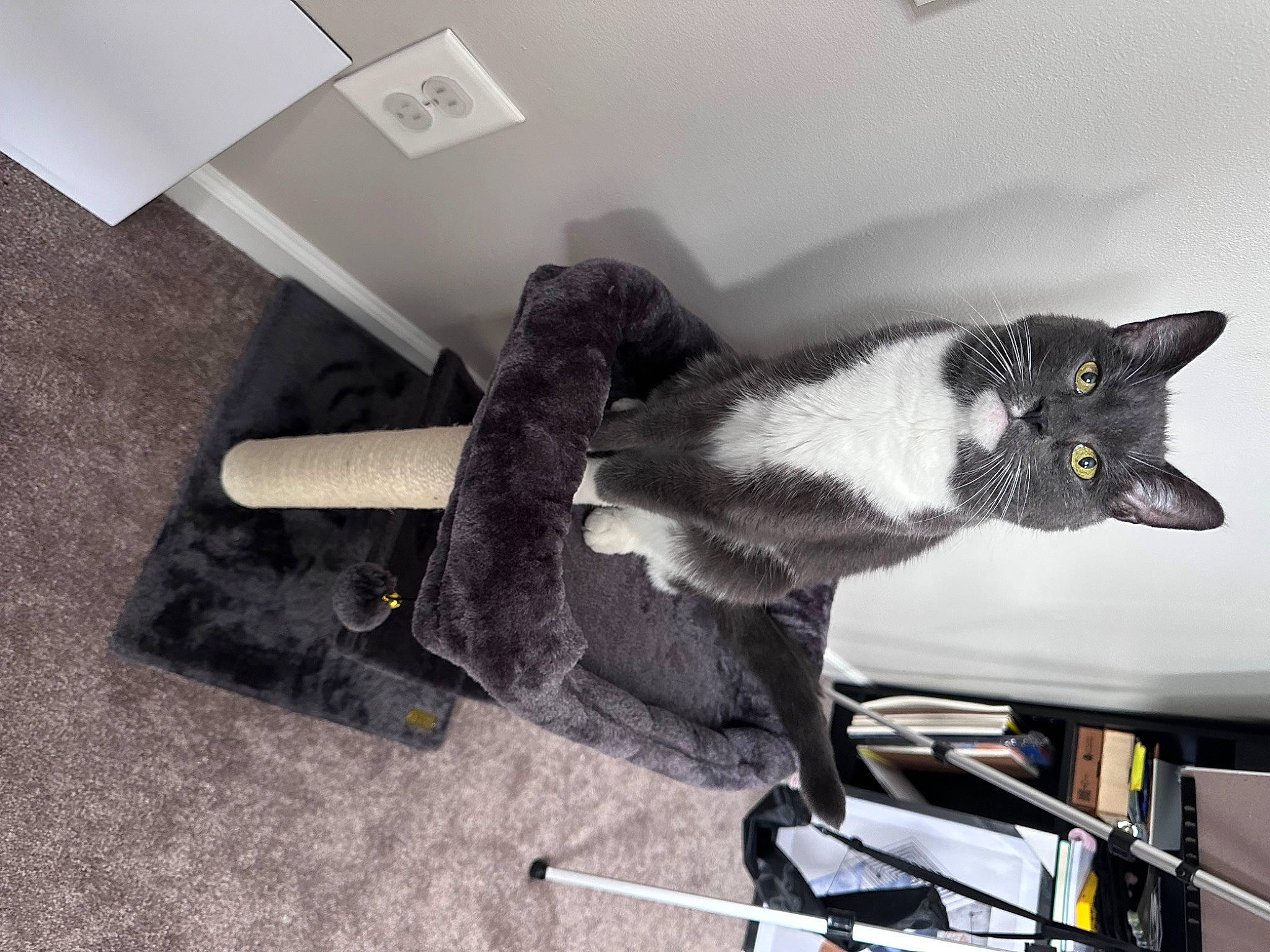 Logan is registered to the contest to win money with this photo: carnivore, cat, ceiling, comfort, domestic_short_haired_cat, felidae, flooring, fur, grey, hardwood, room, small_to_medium_sized_cats, tail, whiskers