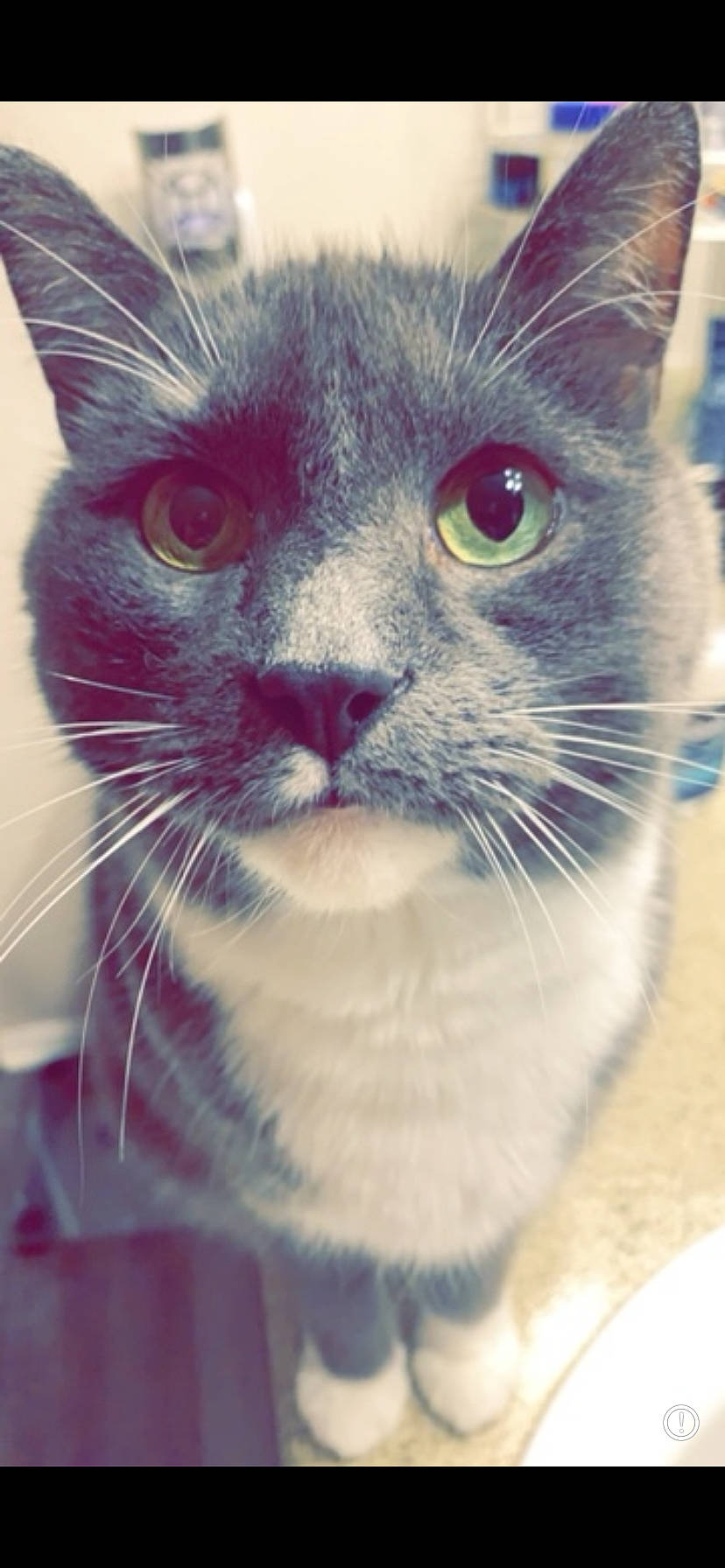 Logan is registered to the contest to win money with this photo: carnivore, cat, domestic_short_haired_cat, door, ear, electric_blue, eye, felidae, fur, head, paw, pet_supply, small_to_medium_sized_cats, snout, terrestrial_animal, whiskers, window