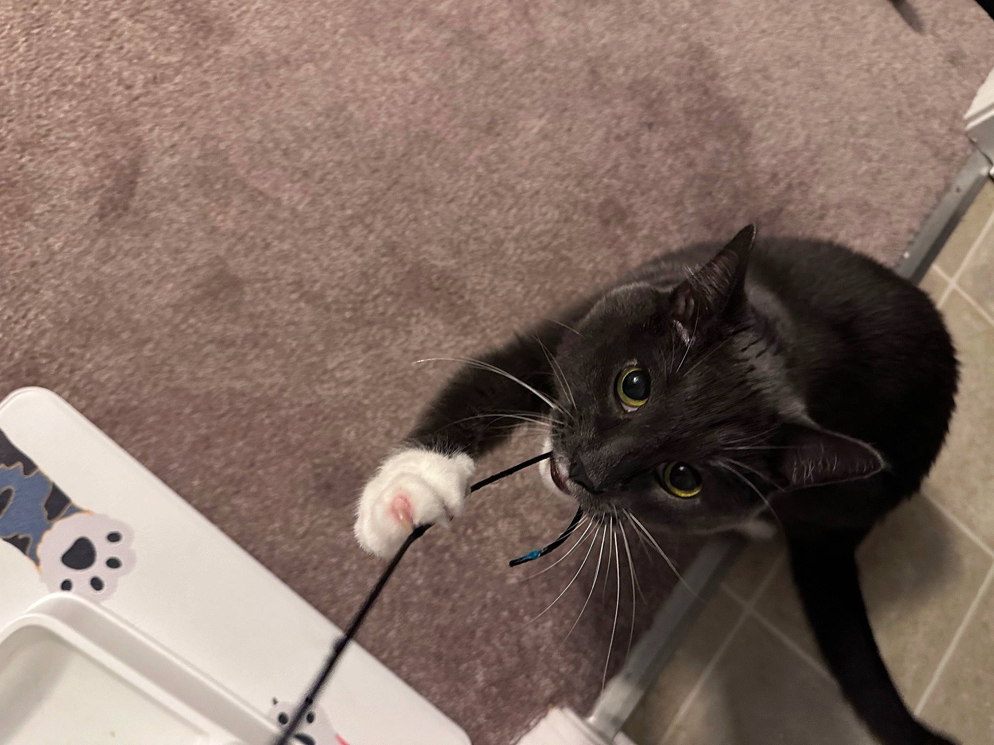 Logan joined the competition — help win amazing prizes! audio_equipment, black_cat, bombay, cable, carnivore, cat, domestic_short_haired_cat, electronic_instrument, felidae, flooring, fur, musical_instrument, plant, small_to_medium_sized_cats, snout, tail, whiskers, wire