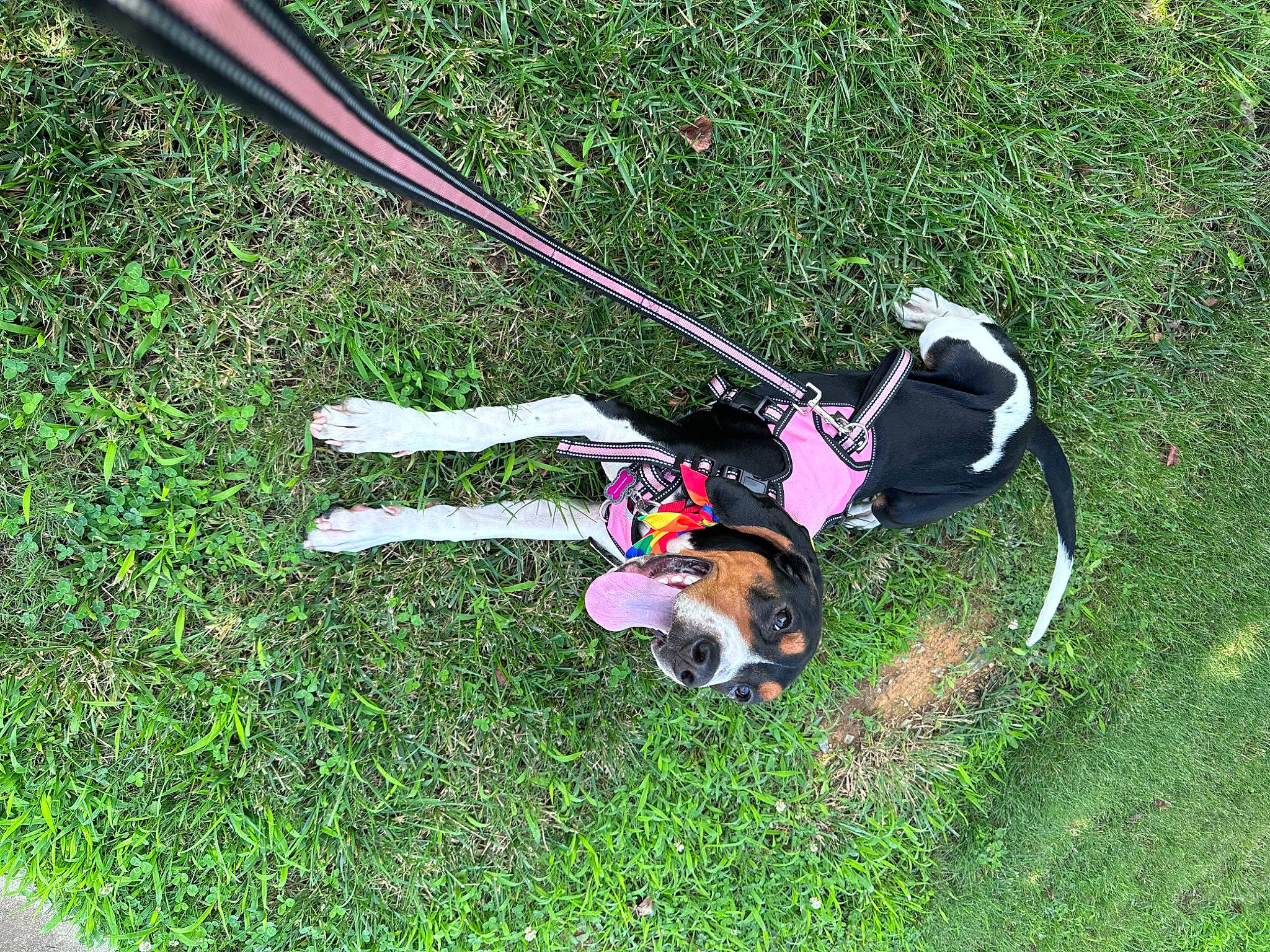 Harper is registered to the contest to win money with this photo: carnivore, companion_dog, dog, dog_breed, dog_supply, fashion_accessory, fun, grass, grassland, guard_dog, lawn, leash, leisure, pet_supply, recreation, sporting_group, sports, tail, working_animal, working_dog