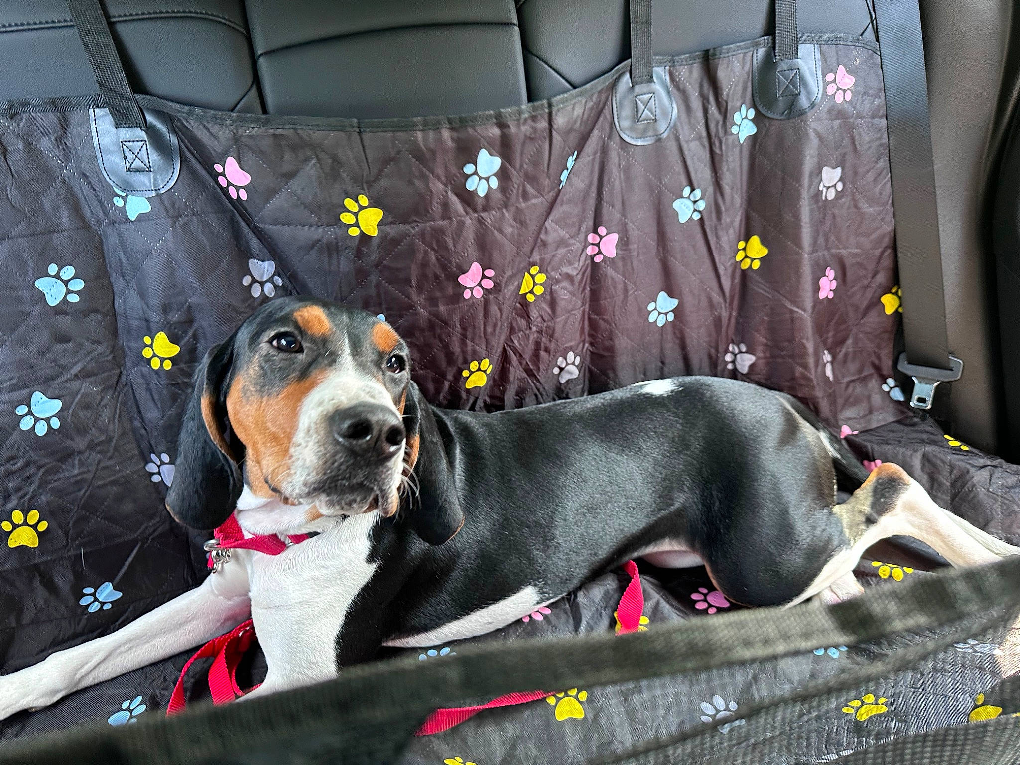 Harper joined the competition — help win amazing prizes! art, auto_part, cable_television, canidae, car_seat, car_seat_cover, carnivore, collar, companion_dog, curtain, dog, dog_breed, dog_collar, dog_supply, leash, sporting_group, steering_wheel, vehicle, vehicle_door, working_animal