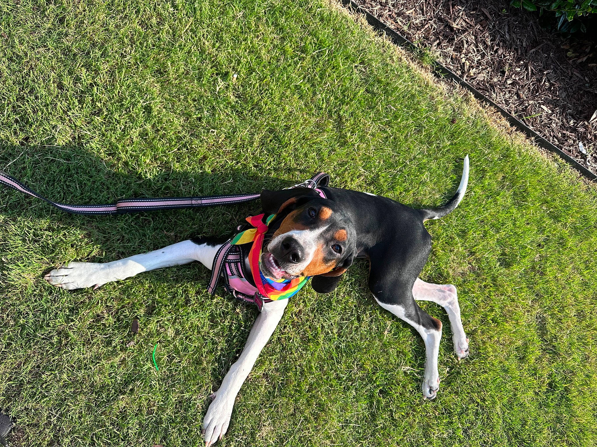 Harper joined the competition — help win amazing prizes! canidae, carnivore, collar, companion_dog, dog, dog_breed, dog_collar, dog_supply, fashion_accessory, fawn, grass, green, lawn, leash, pet_supply, plant, snout, sporting_group, tail, working_animal