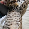 Bounty participe au concours pour gagner de l'argent avec cette photo : cat, tabby, stretching, bed, cozy, spots, fur, whiskers, ears, paws, relaxed, indoor, animal, pet, sleepy, cute, feline, striped, soft, lying_down