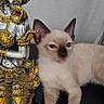 Bounty participe au concours pour gagner de l'argent avec cette photo : kitten, cat, siamese_cat, statue, ornate, gold, decor, indoor, animal, pet, feline, resting, blurred, ears, paws, face, curious, black_surface, light_gray_background, closeup