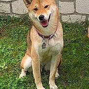 Shiba participe au concours pour gagner de l'argent avec cette photo : dog, shiba_inu, grass, collar, pet, smiling, outdoor, animal, canine, sitting, fur, tongue, tag, happy, nature, greenery, stone_wall, cute, friendly, portrait