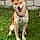 Shiba