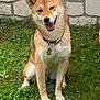 dog, shiba_inu, grass, collar, pet, smiling, outdoor, animal, canine, sitting, fur, tongue, tag, happy, nature, greenery, stone_wall, cute, friendly, portrait