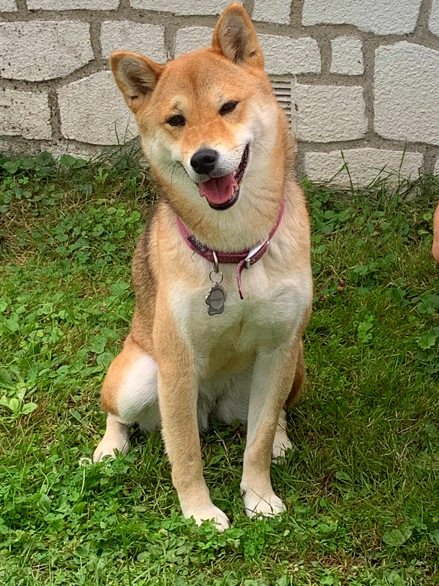 Shiba participe au concours pour gagner de l'argent avec cette photo : dog, shiba_inu, grass, collar, pet, smiling, outdoor, animal, canine, sitting, fur, tongue, tag, happy, nature, greenery, stone_wall, cute, friendly, portrait