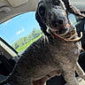 dog, curly_coat, pet, animal, car, vehicle, interior, passenger_seat, collar, standing, portrait, close_up, outdoor, sky, greenery, sunlight, curious, friendly, black_and_white, photography