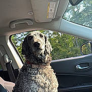 Mindy joined the competition — help win amazing prizes! dog, curly_fur, cockapoo, pet, animal, portrait, sitting, car, passenger_seat, vehicle, road_trip, collar, brown_fur, gray_fur, floppy_ears, outdoors, trees, daylight, window, travel