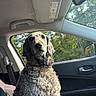 dog, curly_fur, cockapoo, pet, animal, portrait, sitting, car, passenger_seat, vehicle, road_trip, collar, brown_fur, gray_fur, floppy_ears, outdoors, trees, daylight, window, travel