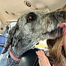 dog, curly_coat, gray_fur, pet, animal, car, vehicle_interior, dog_collar, pink_collar, dog_tag, close_up, licking, kiss, human, person, hand, long_hair, pink_clothing, seat, affectionate