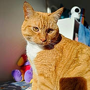 Simba a rejoint le concours — aidez-le/la à gagner de superbes lots ! cat, orange_tabby, feline, pet, animal, indoor, sunlight, fur, whiskers, closeup, portrait, soft_light, blurred_background, plush_toys, bed, cozy, curious, sitting, domestic_cat, furry