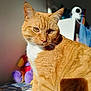 cat, orange_tabby, feline, pet, animal, indoor, sunlight, fur, whiskers, closeup, portrait, soft_light, blurred_background, plush_toys, bed, cozy, curious, sitting, domestic_cat, furry