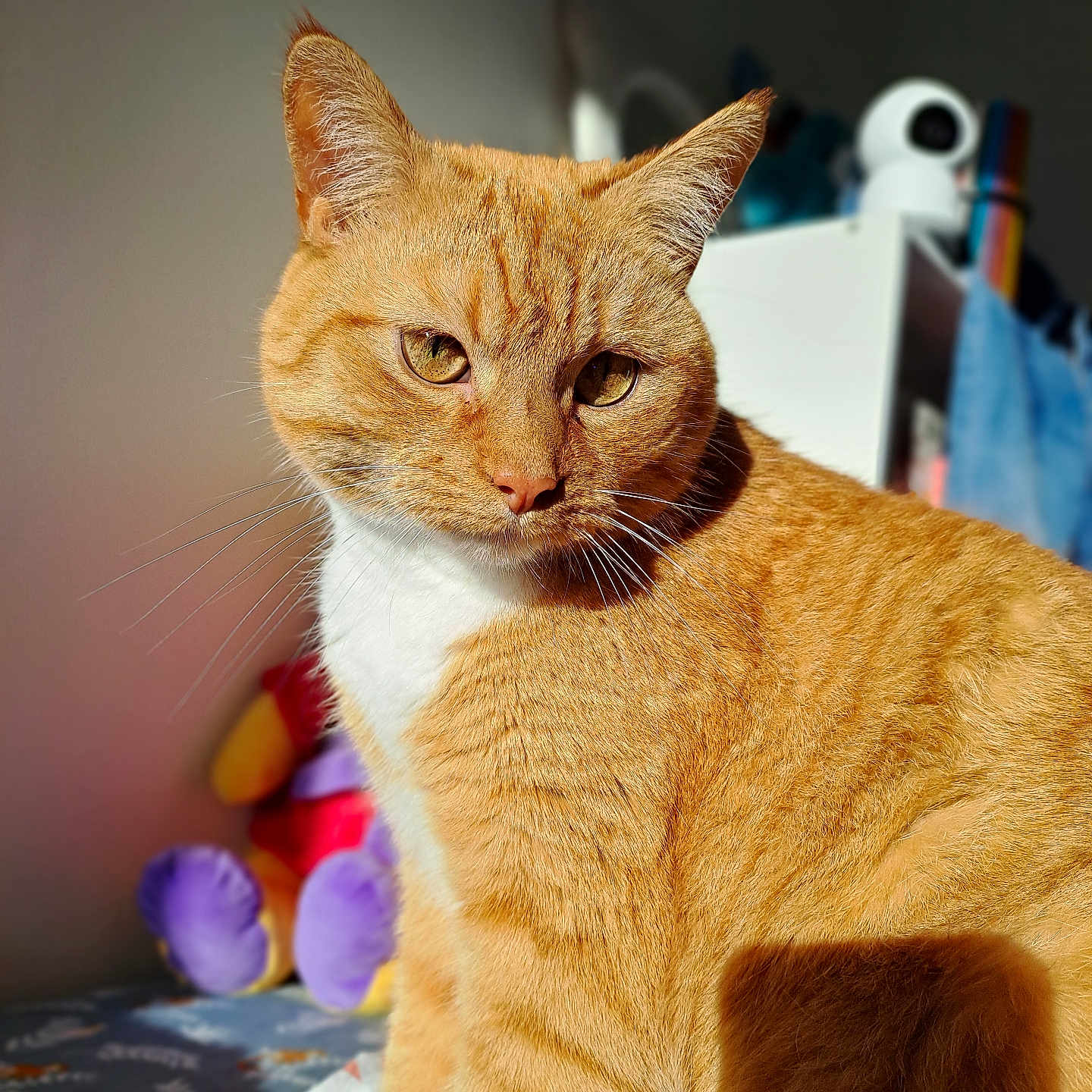 Simba a rejoint le concours — aidez-le/la à gagner de superbes lots ! animal, bed, blurred_background, cat, closeup, cozy, curious, domestic_cat, feline, fur, furry, indoor, orange_tabby, pet, plush_toys, portrait, sitting, soft_light, sunlight, whiskers