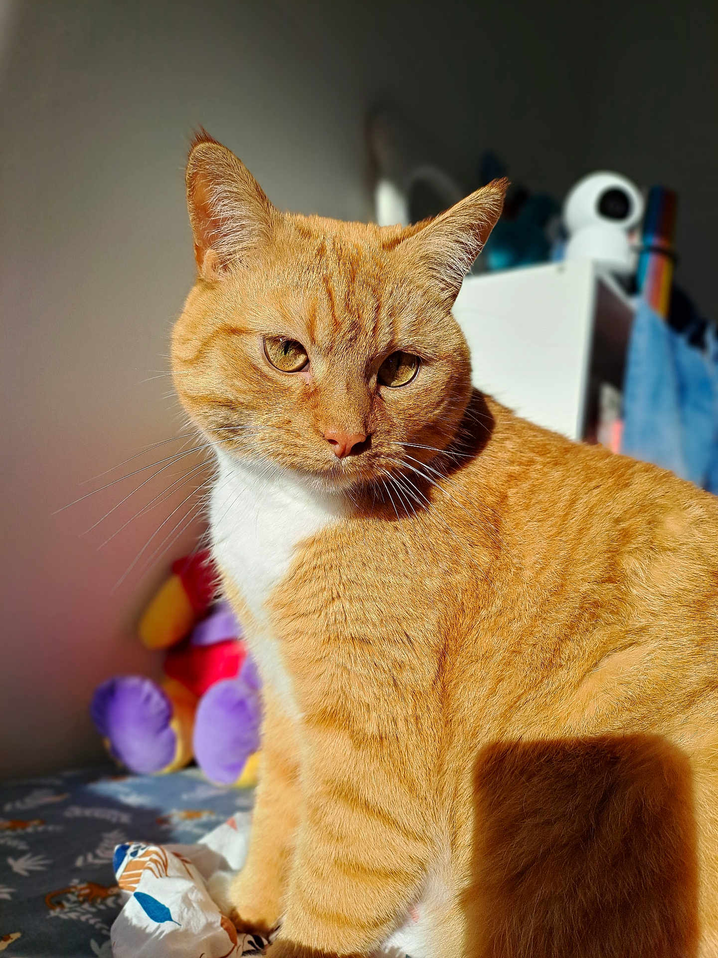 Simba a rejoint le concours — aidez-le/la à gagner de superbes lots ! cat, orange_tabby, feline, pet, animal, indoor, sunlight, fur, whiskers, closeup, portrait, soft_light, blurred_background, plush_toys, bed, cozy, curious, sitting, domestic_cat, furry