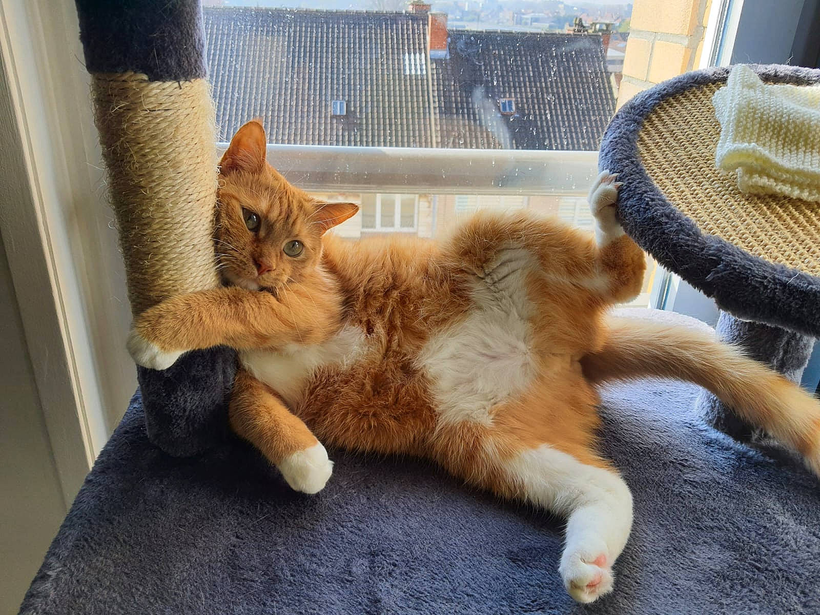 Simba a rejoint le concours — aidez-le/la à gagner de superbes lots ! carnivore, cat, cat_furniture, cat_supply, claw, comfort, domestic_short_haired_cat, fawn, felidae, flooring, fur, hat, paw, small_to_medium_sized_cats, snout, sun_hat, tail, whiskers, window, wood