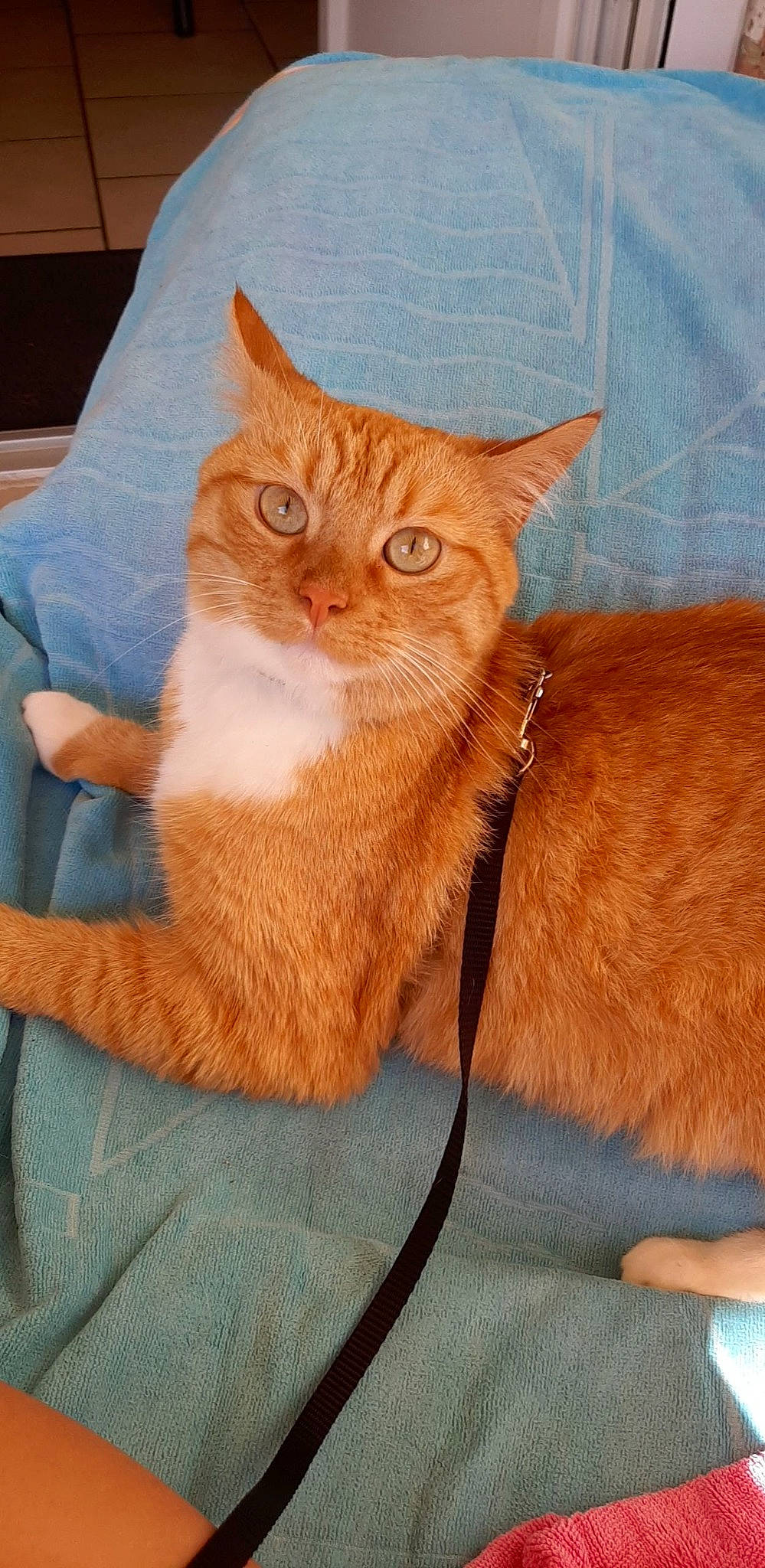 Simba participe au concours pour gagner de l'argent avec cette photo : carnivore, cat, claw, comfort, domestic_short_haired_cat, eye, fawn, felidae, foot, fur, hair, orange, paw, peach, small_to_medium_sized_cats, snout, tail, terrestrial_animal, whiskers, wood