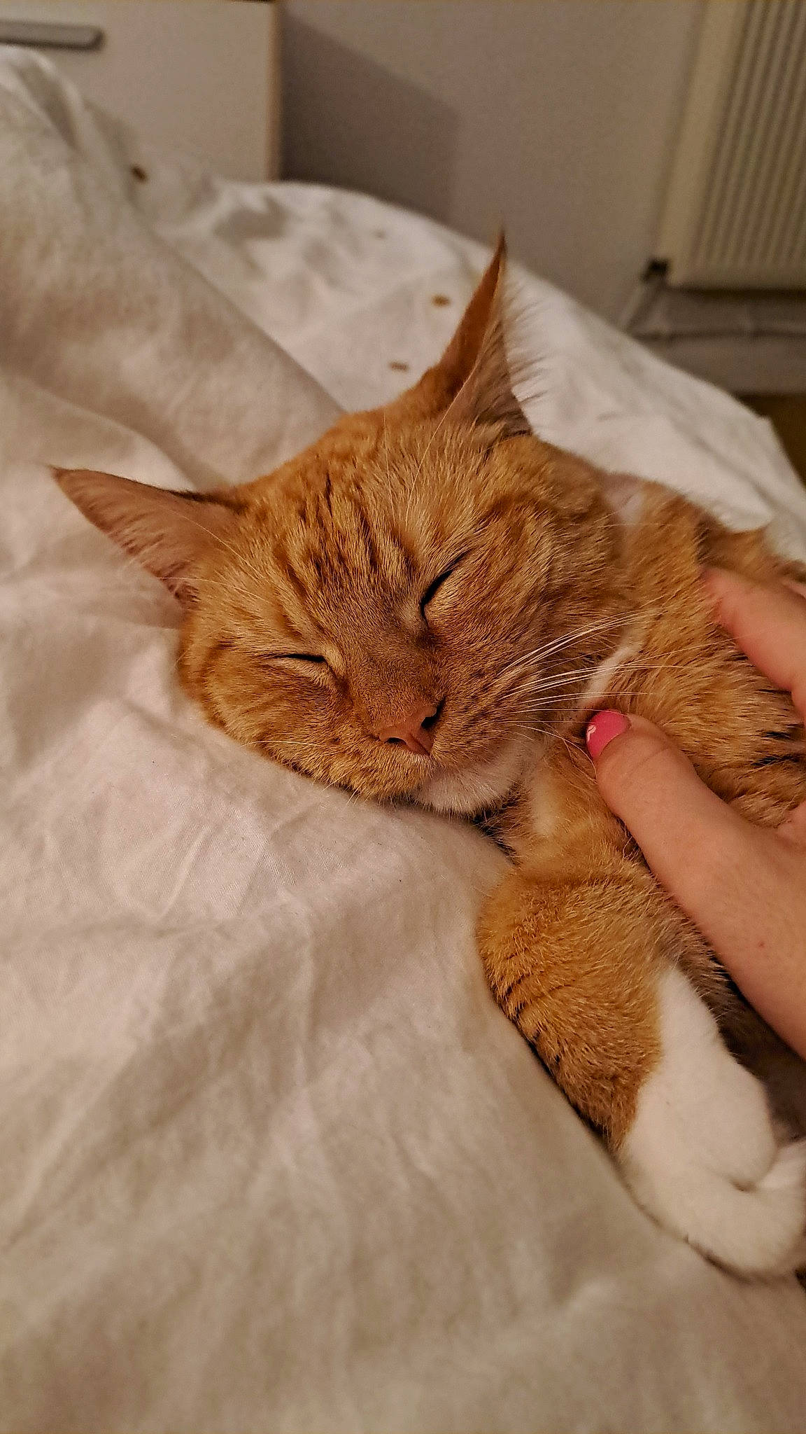 Simba a rejoint le concours — aidez-le/la à gagner de superbes lots ! carnivore, cat, claw, comfort, domestic_short_haired_cat, ear, fawn, felidae, fur, human_leg, linens, nap, paw, sleep, small_to_medium_sized_cats, snout, tail, terrestrial_animal, whiskers, wood