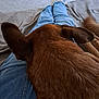 dog, brown_dog, jeans, person, legs, socks, star_pattern, blanket, carpet, indoor, relaxing, pet, fur, casual, resting, cozy, home, animal, laying, comfort