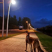Spyke participe au concours pour gagner de l'argent avec cette photo : dog, leash, sidewalk, street_lamp, night, evening, path, trees, grass, outdoor, walking, animal, canine, quiet, calm, sky, clouds, urban, park, nature