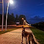 dog, leash, sidewalk, street_lamp, night, evening, path, trees, grass, outdoor, walking, animal, canine, quiet, calm, sky, clouds, urban, park, nature