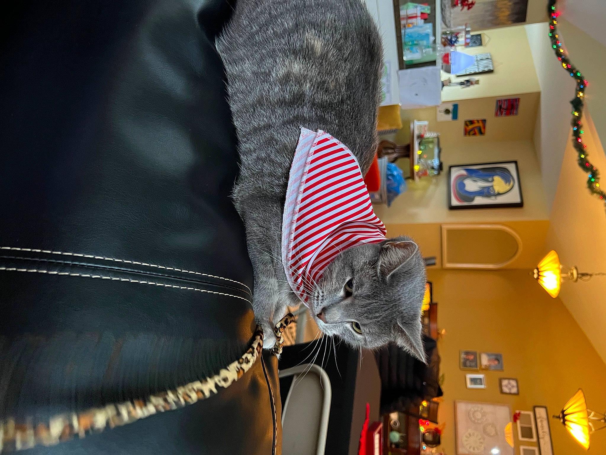 Baby Kitty is registered to the contest to win money with this photo: audio_equipment, cable, carmine, couch, denim, electric_blue, electrical_supply, electrical_wiring, electronic_engineering, engineering, fashion_accessory, fur, human_leg, machine, room, table, textile, wire