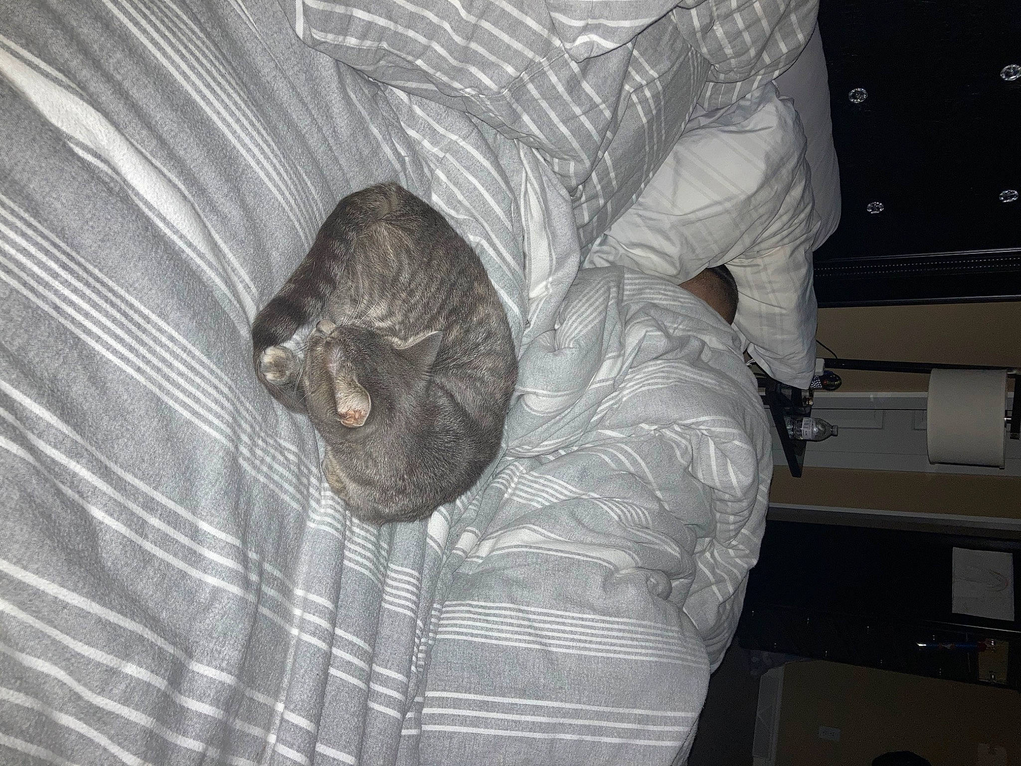 Baby Kitty is registered to the contest to win money with this photo: automotive_tire, carnivore, cat, cat_bed, comfort, computer_keyboard, domestic_short_haired_cat, felidae, fur, grey, linens, monochrome, monochrome_photography, peripheral, room, small_to_medium_sized_cats, tail, terrestrial_animal, whiskers, wood