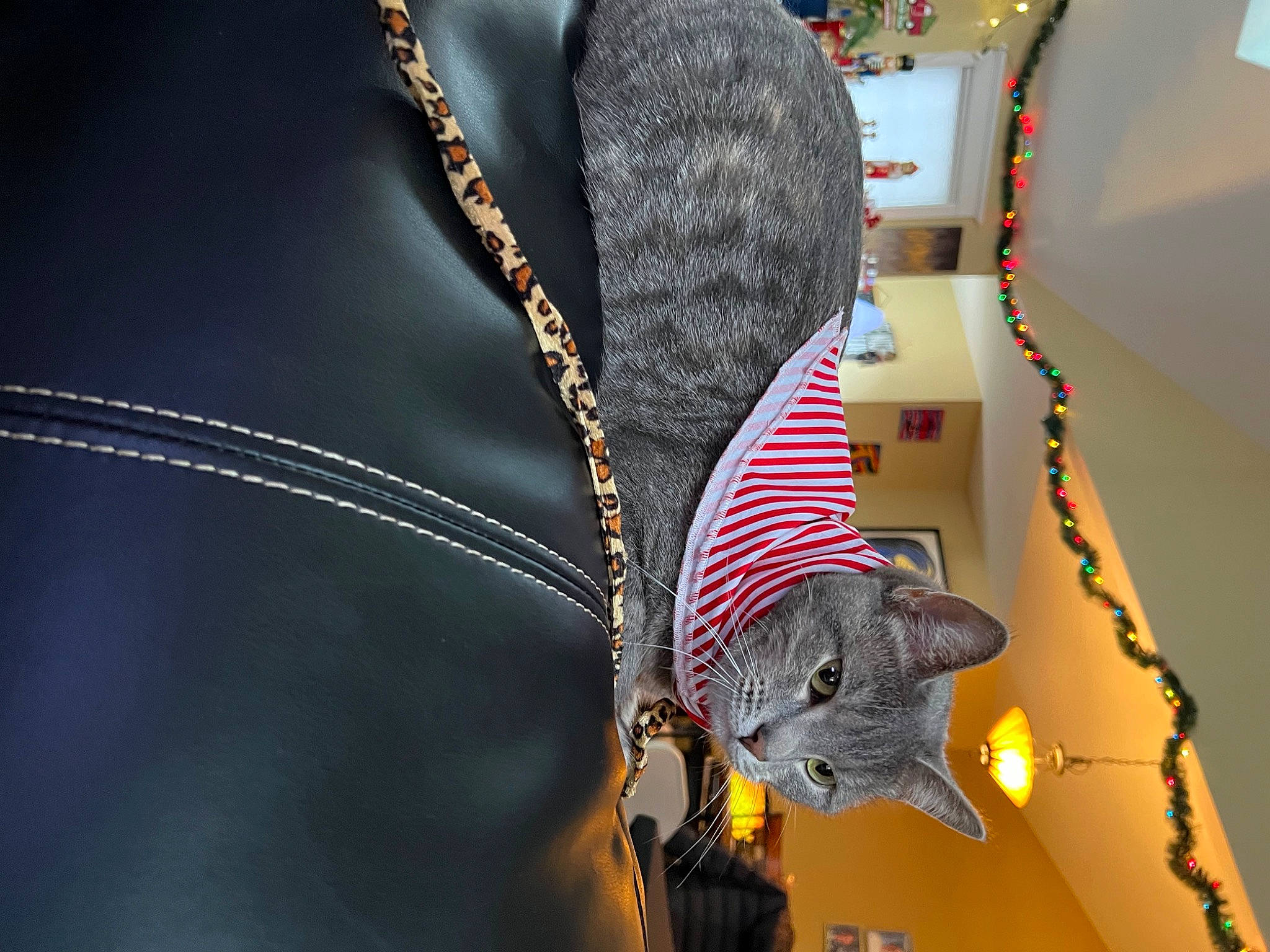 Baby Kitty joined the competition — help win amazing prizes! electric_blue, emblem, fashion_accessory, flag, rodent, tail, twig, vehicle_door, whiskers, wing