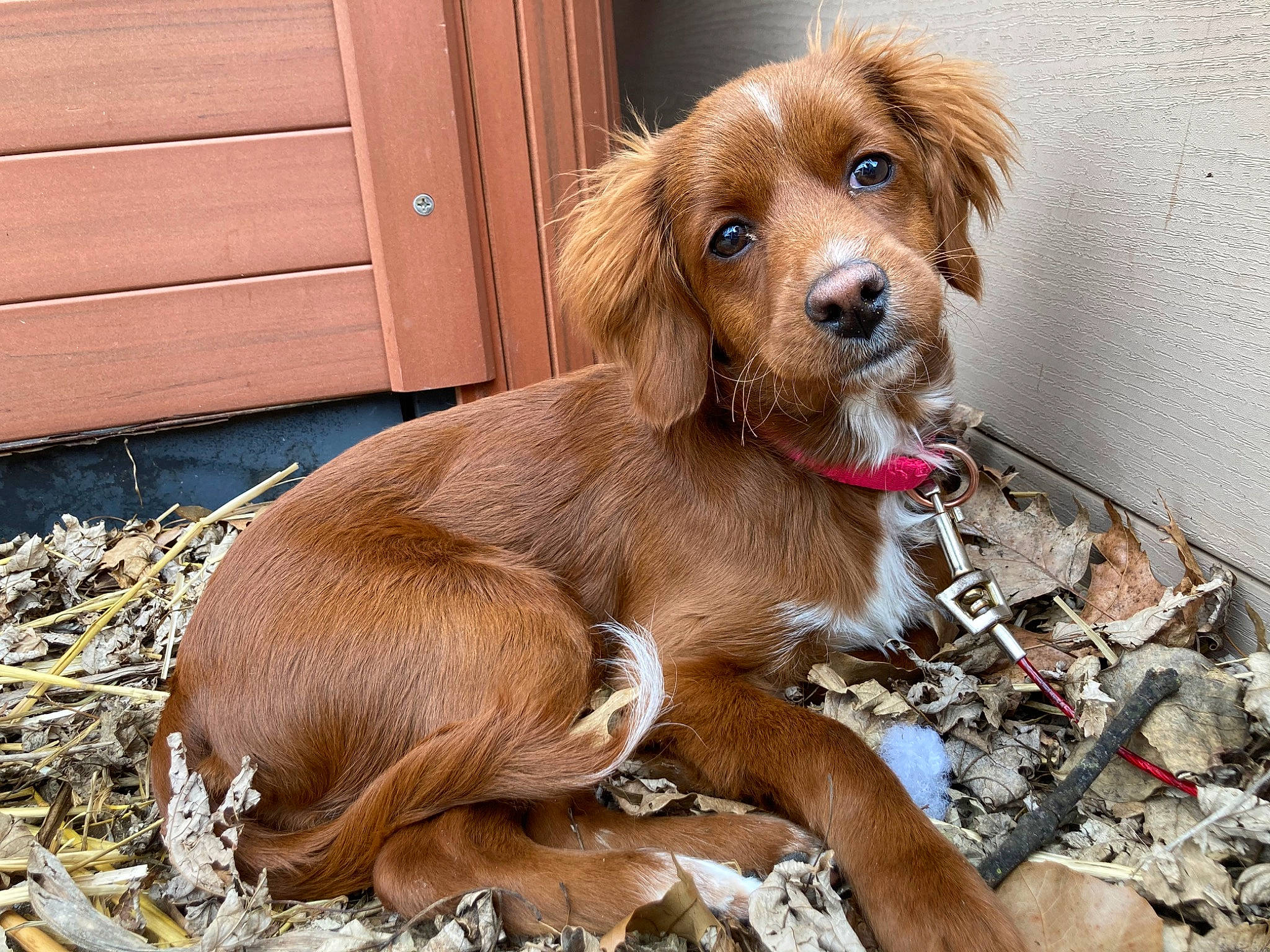 Molly Ann joined the competition — help win amazing prizes! cabinetry, canidae, carnivore, companion_dog, dog, dog_breed, dog_supply, door, fawn, fur, gun_dog, hardwood, hunting_dog, liver, pet_supply, snout, sporting_group, wood, wood_stain, working_animal