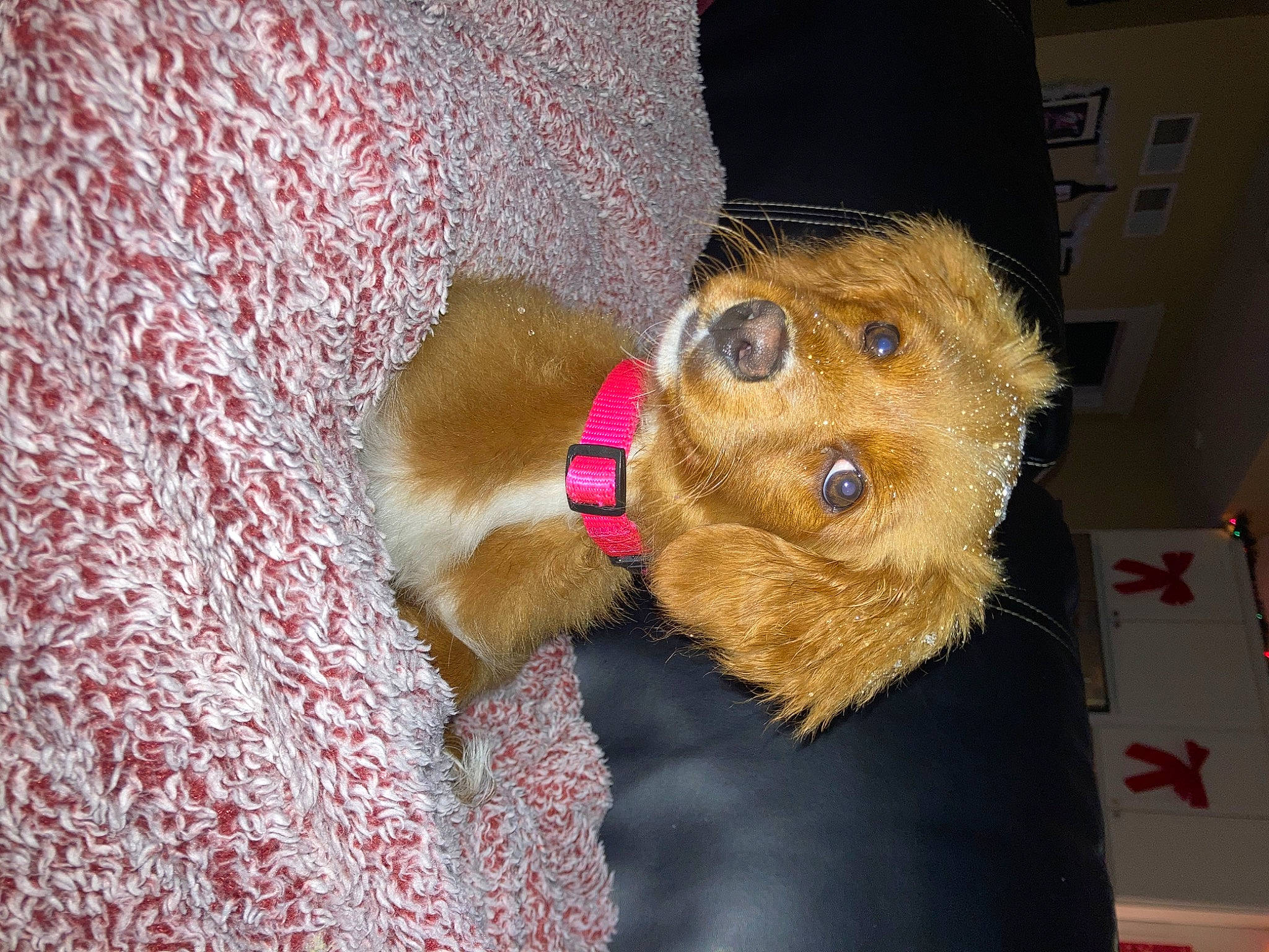 Molly Ann is registered to the contest to win money with this photo: beard, canidae, cap, carnivore, companion_dog, costume_hat, dog_breed, fawn, fur, hat, snout, sporting_group, stuffed_toy, toy, toy_dog, vertebrate, whiskers