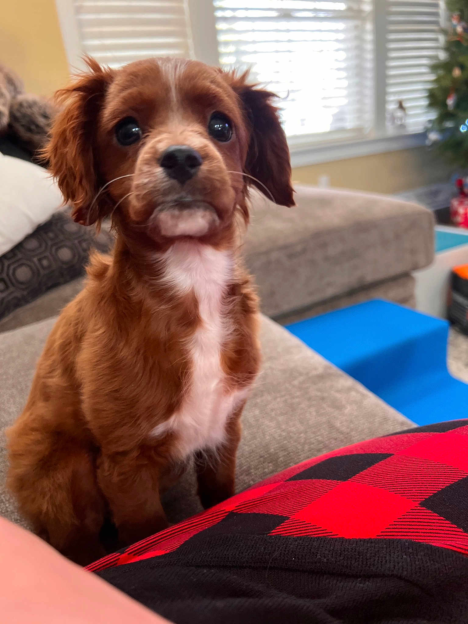 Shelby