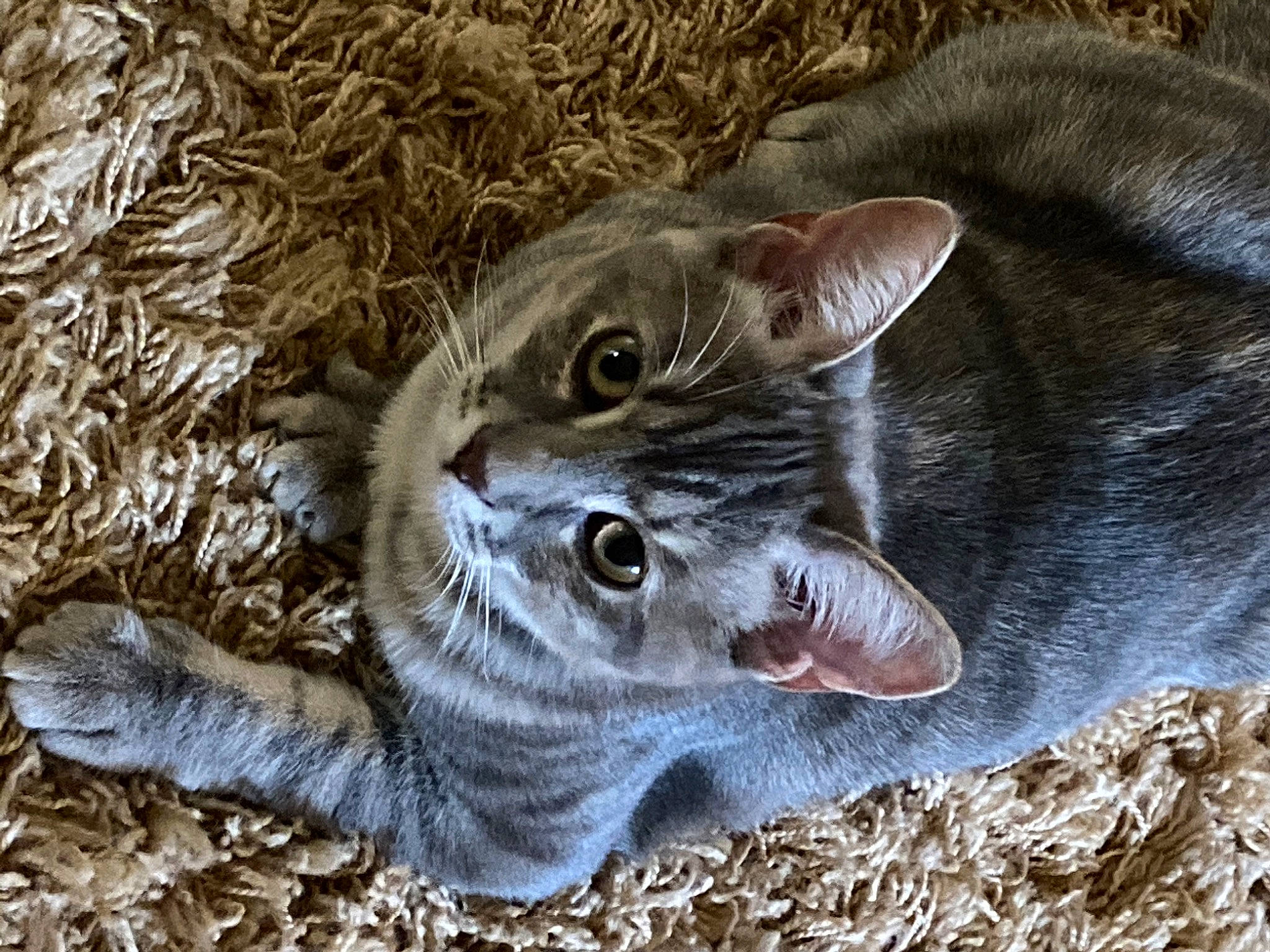 Avery joined the competition — help win amazing prizes! carnivore, cat, claw, domestic_short_haired_cat, fang, felidae, fur, grass, paw, russian_blue, small_to_medium_sized_cats, snout, soil, terrestrial_animal, whiskers, wildlife