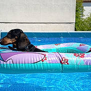 Lucky participe au concours pour gagner de l'argent avec cette photo : dog, dachshund, swimming_pool, inflatable_ring, water, summer, sunny, outdoor, pet, animal, floating, blue, relaxing, backyard, wall, greenery, canine, leisure, vacation, fun