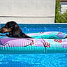 dog, dachshund, swimming_pool, inflatable_ring, water, summer, sunny, outdoor, pet, animal, floating, blue, relaxing, backyard, wall, greenery, canine, leisure, vacation, fun