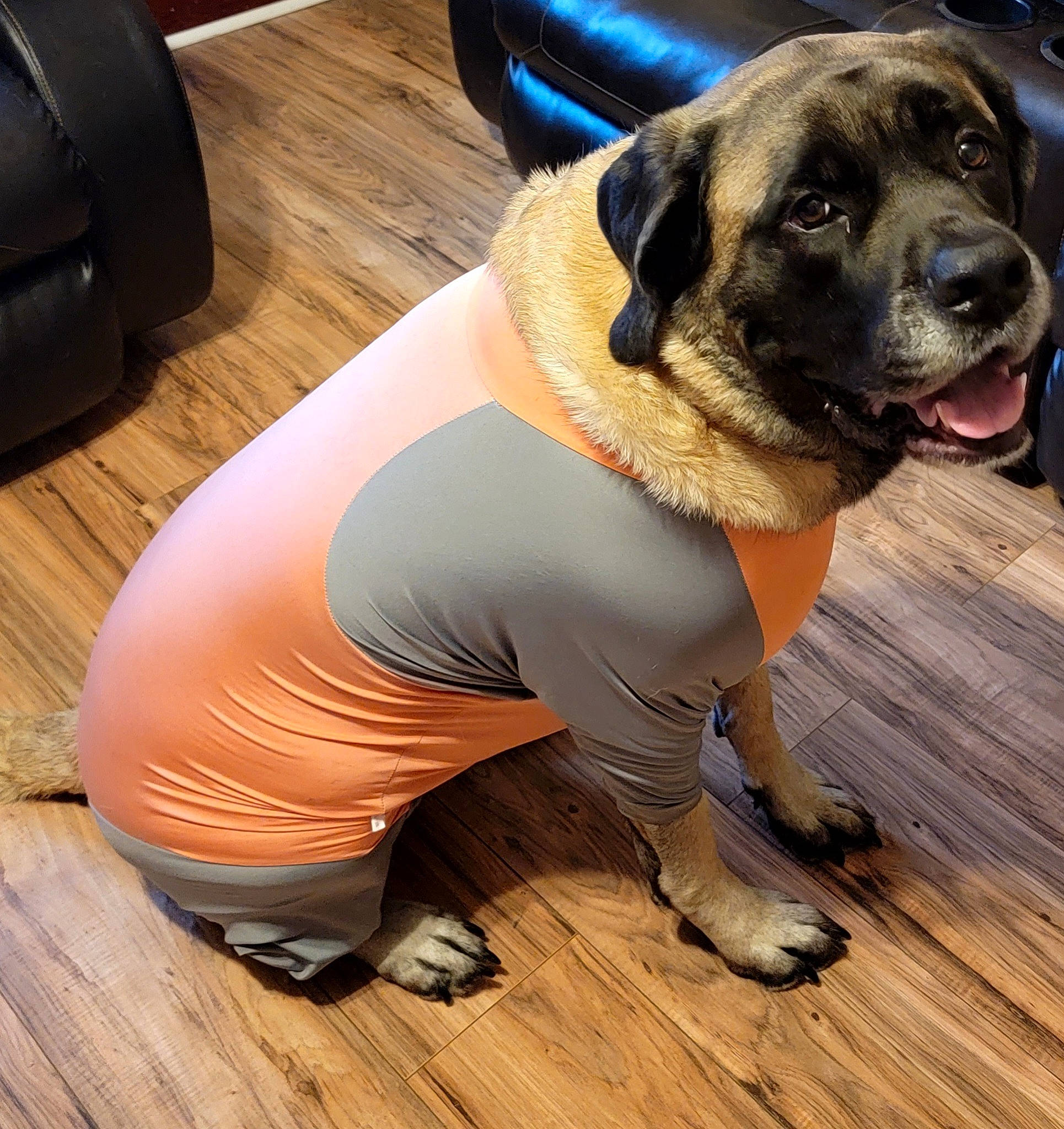 Hazel Grace joined the competition — help win amazing prizes! active_pants, carnivore, collar, companion_dog, dog, dog_breed, dog_collar, fawn, floor, flooring, hardwood, pet_supply, sleeve, snout, sporting_group, sportswear, thigh, wood, wood_flooring, working_animal