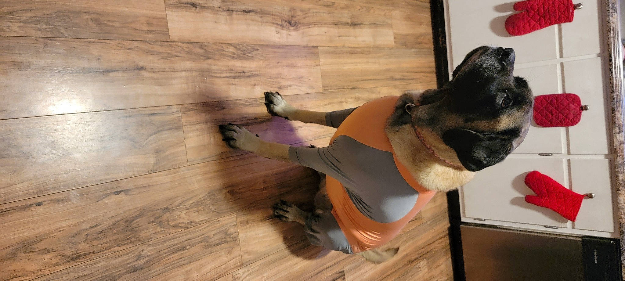 Hazel Grace joined the competition — help win amazing prizes! companion_dog, dog, fawn, floor, flooring, foot, hardwood, human_leg, knee, laminate_flooring, plank, sunglasses, tail, thigh, varnish, window, wood, wood_flooring, wood_stain, working_animal