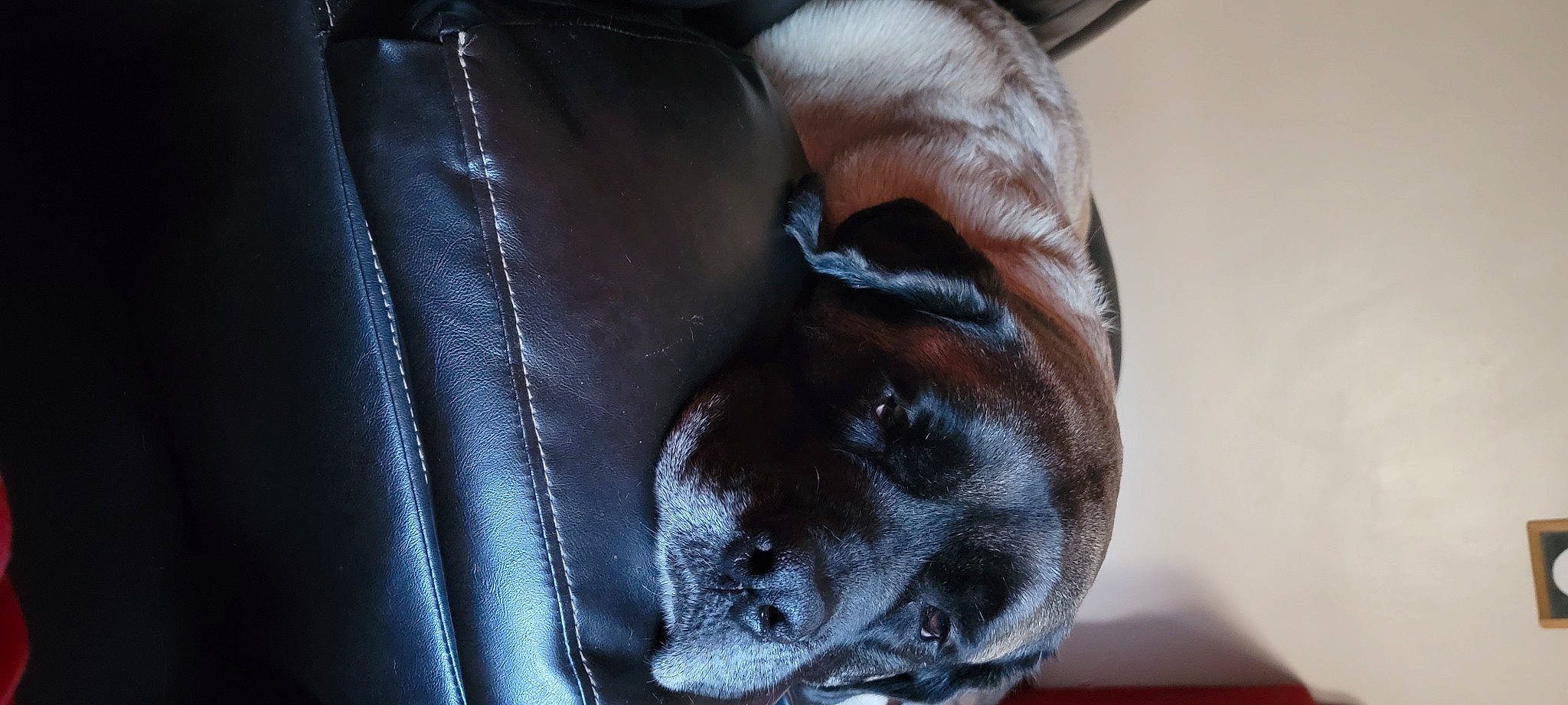 Hazel Grace joined the competition — help win amazing prizes! canidae, carnivore, companion_dog, denim, dog, dog_breed, electric_blue, eye, fawn, fur, gesture, guard_dog, jaw, liver, snout, sporting_group, whiskers, window, working_animal, wrinkle