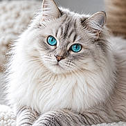 Xena a rejoint le concours — aidez-le/la à gagner de superbes lots ! cat, blue_eyes, fluffy, long_hair, pet, animal, close_up, indoor, cozy, blanket, cute, feline, whiskers, portrait, relaxed, soft, domestic_animal, mammal, laying_down, beautiful