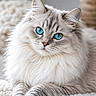 animal, beautiful, blanket, blue_eyes, cat, close_up, cozy, cute, domestic_animal, feline, fluffy, indoor, laying_down, long_hair, mammal, pet, portrait, relaxed, soft, whiskers