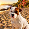 dog, beach, sand, sunset, ocean, waves, tropical, flowers, palm_trees, portrait, outdoor, pet, animal, sunlight, nature, seaside, summer, relaxation, scenic, canine
