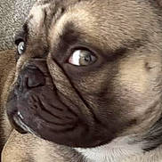 Blu is registered to the contest to win money with this photo: blanket, brown, close_up, cute, dog, ear, expression, face, french_bulldog, frenchie, fur, indoor, paw, pet, portrait, side_eye, snout, sofa, whiskers, wrinkles